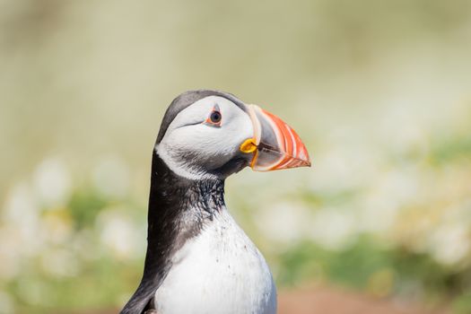 Atlantic Puffins standing alone on a chamomile field on Skomer Island in Pembrokeshire, West Wales UK - side view.