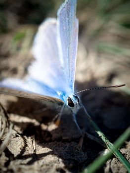 Male western tailed-blue butterfly resting on the ground, blurred background.