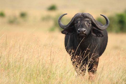 Cape buffalo in the wilderness of Africa