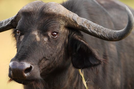 Cape buffalo in the wilderness of Africa