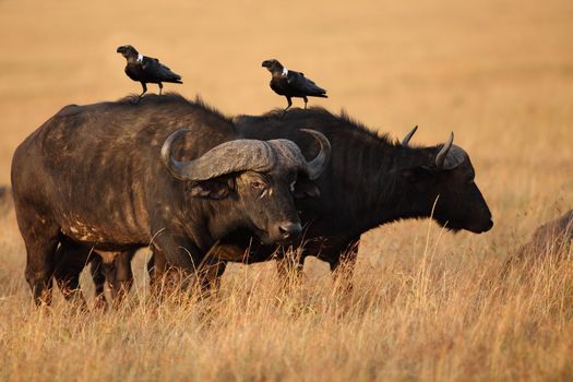 Cape buffalo in the wilderness of Africa