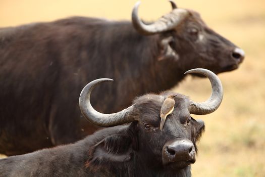 Cape buffalo in the wilderness of Africa