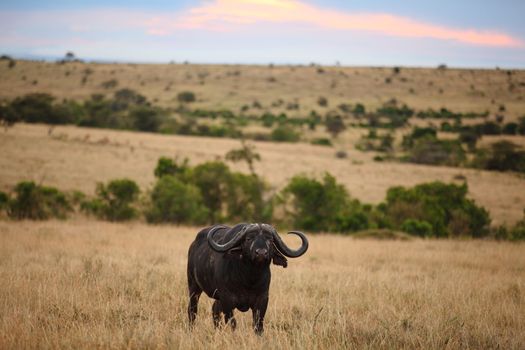 Cape buffalo in the wilderness of Africa