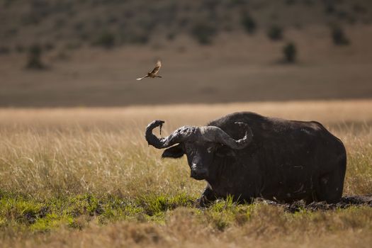 Cape buffalo in the wilderness of Africa