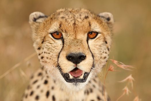 Cheetah in the wilderness of Africa