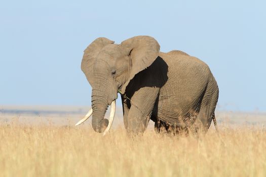 African Elephant in the wilderness of Africa