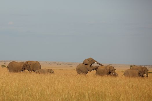 African Elephant in the wilderness of Africa