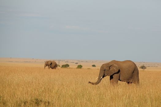 African Elephant in the wilderness of Africa