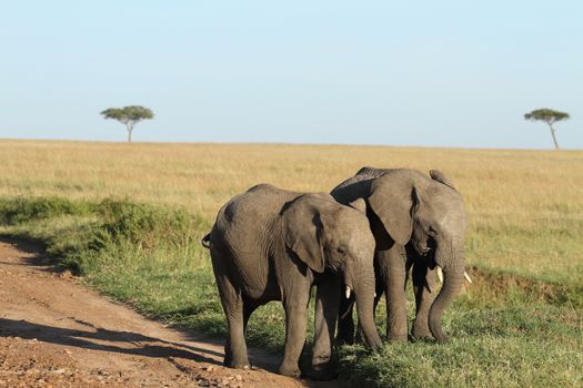 African Elephant in the wilderness of Africa