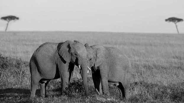 African Elephant in the wilderness of Africa