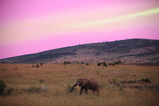 African Elephant in the wilderness of Africa