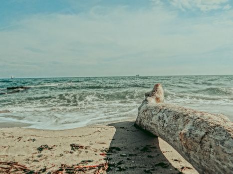 An old fallen tree on the sand of a seashore right in front of the salty waves.