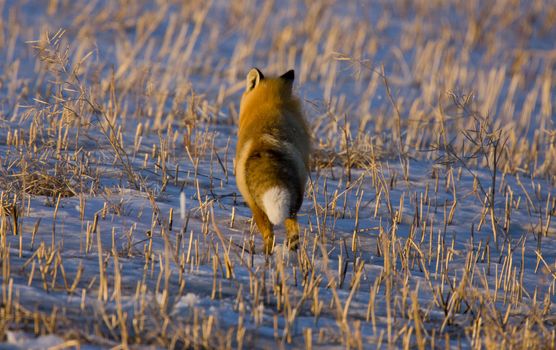 Fox on the Run in winter rural prairie