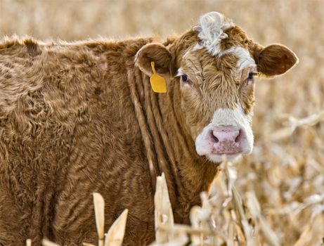 Close Up Cow in winter Saskatchewan Canada
