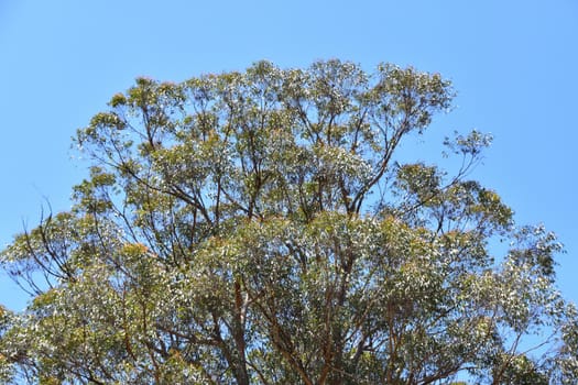 A large Eucalyptus tree from the ground up