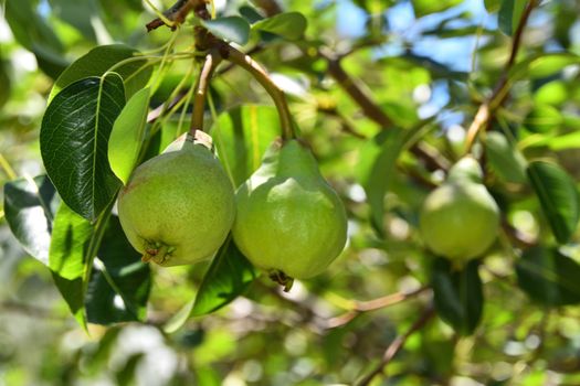 Two pears growing on a pear tree