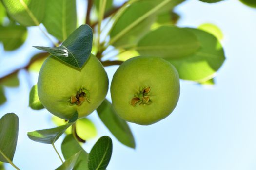 Two pears growing on a pear tree