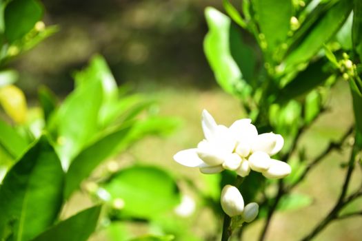 A Lemon Tree Flowering in Spring time