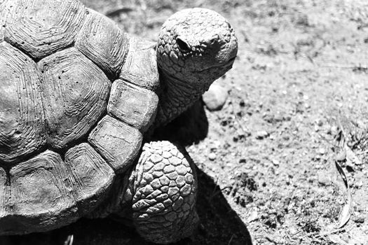 Tortoise Statue in Grey scale