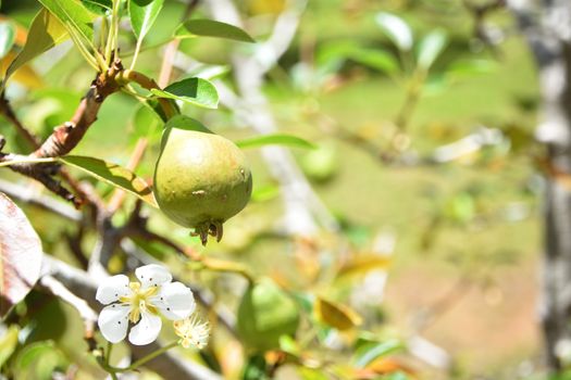 Two pears growing on a pear tree