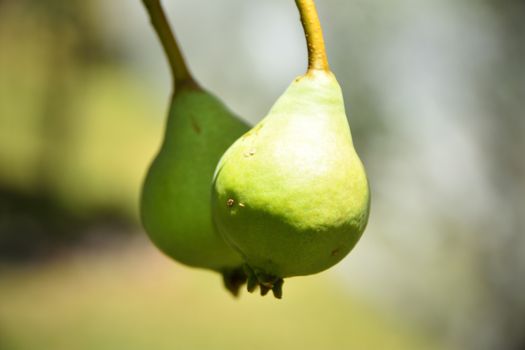 Two pears growing on a pear tree