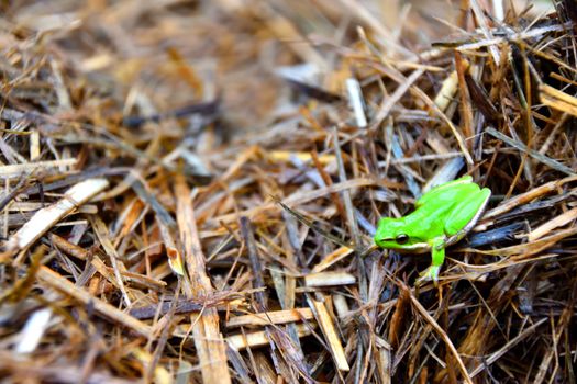 A green Eastern Dwarf Tree Frog sitting on sugarcane mulch