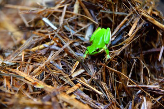 A green Eastern Dwarf Tree Frog sitting on sugarcane mulch