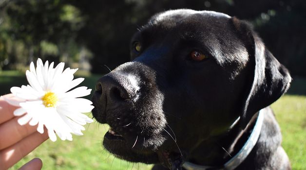 A black Labrador smelling a white daisy