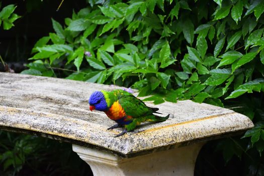 A wild Rainbow Lorikeet on a stone seat