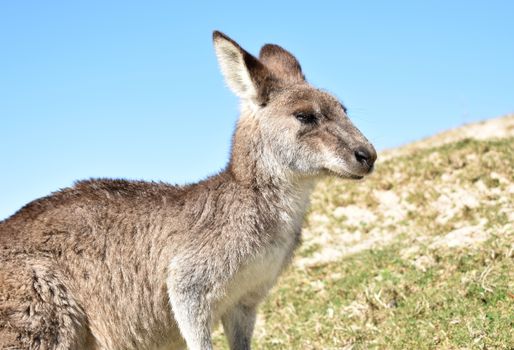 A portrait of a wild kangaroo at the beach