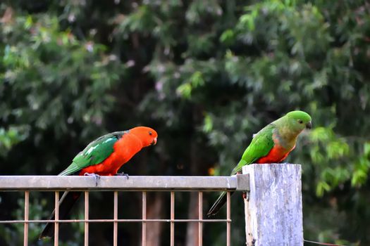 Two king parrots flirting with each other on a fence