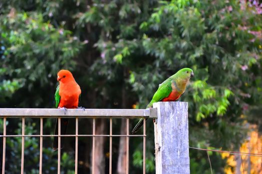 Two king parrots flirting with each other on a fence