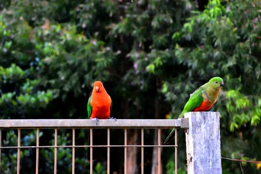 Two king parrots flirting with each other on a fence