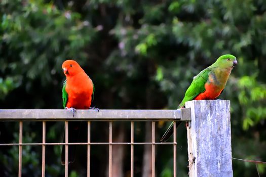 Two king parrots flirting with each other on a fence