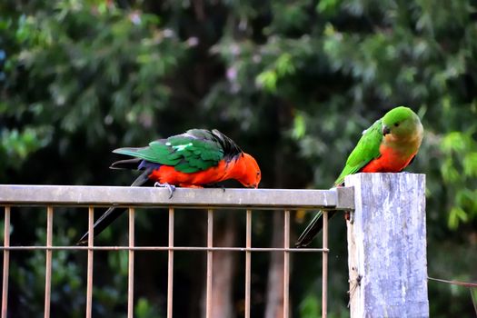 Two king parrots flirting with each other on a fence