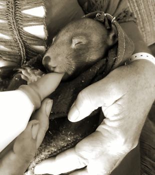 A five month old baby wombat being bottle fed by her foster mum