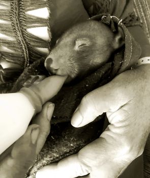 A five month old baby wombat being bottle fed by her foster mum