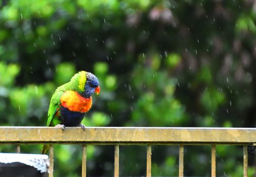 A Rainbow Lorikeet sitting on a fence in the rain