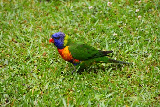 Two Rainbow Lorikeets eating seeds in the grass