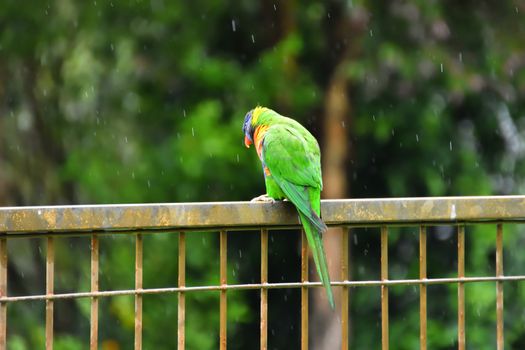 A Rainbow Lorikeet sitting on a fence in the rain