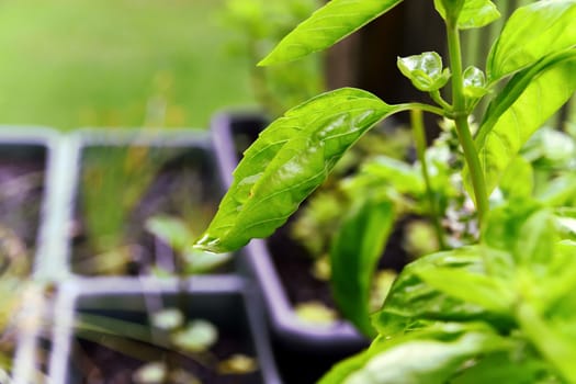 A close up of a dewy basil plant with other herbs in the background