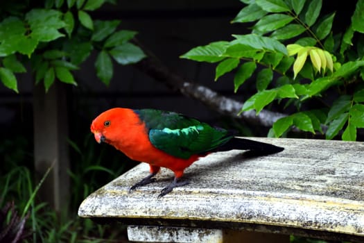 A male King Parrot standing on a stone bench