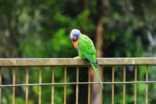 A Rainbow Lorikeet sitting on a fence in the rain