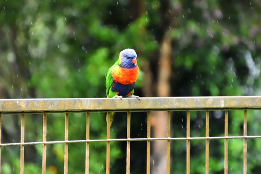 A Rainbow Lorikeet sitting on a fence in the rain