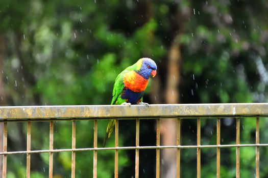 A Rainbow Lorikeet sitting on a fence in the rain