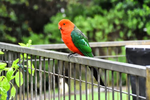 A male king parrot sitting on a fence in the rain