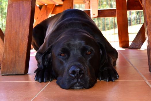 A black Labrador laying on tiles