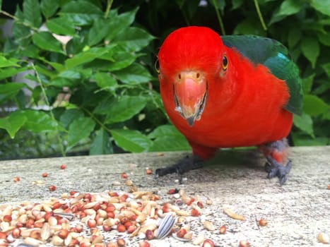 A male king parrot eating from a stone bench