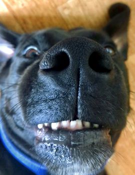 An ultra close up of a Labrador`s face