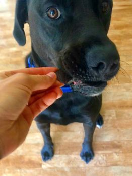A black Labrador being rewarded for being a good boy